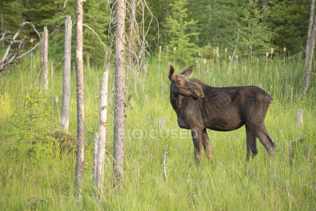 Alce de vaca de pé e olhando para longe no prado do Parque Provincial de Algonquin, Ontário, Canadá — Fotografia de Stock