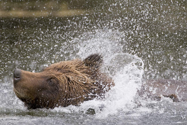 Grizzly bear shaking fur after swimming in river water, close-up. — Stock Photo