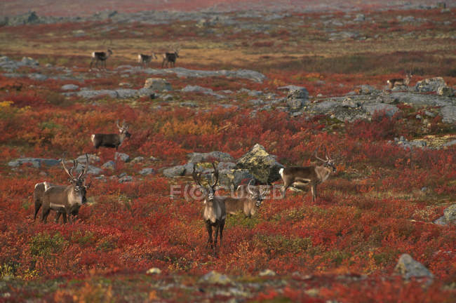 Herd of barren-ground caribous grazing on autumnal tundra meadow — Stock Photo