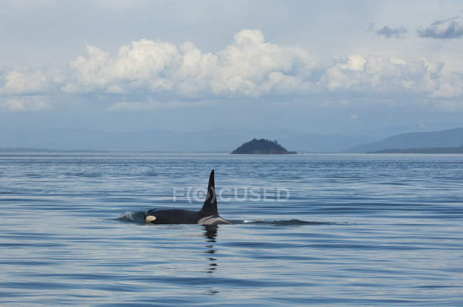 Southern resident orca in water by Pender Island in Canada — Stock Photo