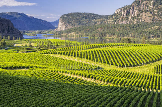 Campos de viñedo y río Okanagan en el valle de Okanagan, Columbia Británica, Canadá . - foto de stock