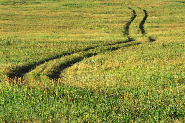 Tracks in green grassland of British Columbia, Canada. — Stock Photo