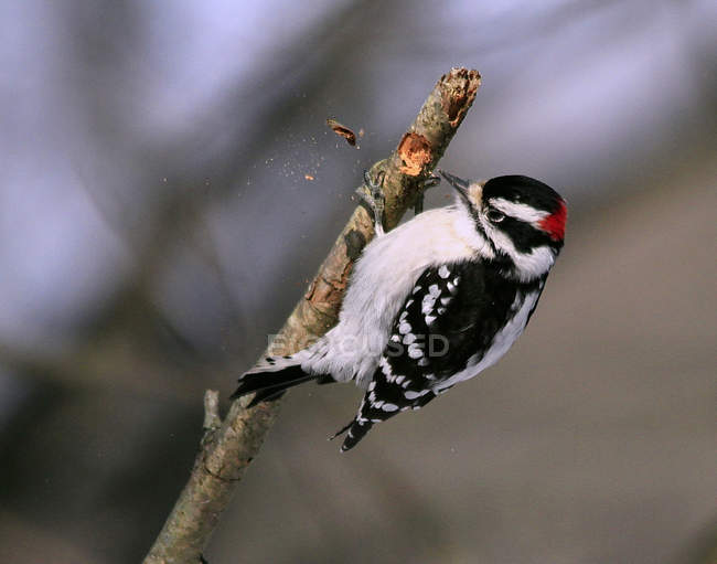 Masculino downy woodpecker pecking árvore ramo, close-up . — Fotografia de Stock