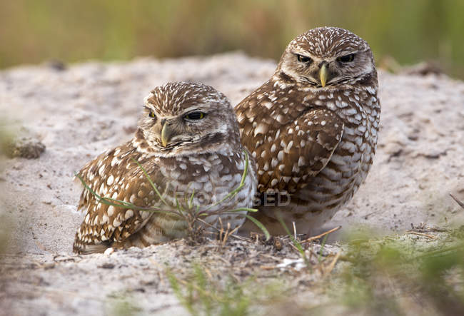 Two burrowing owls sitting in sand in meadow, close-up. — Stock Photo