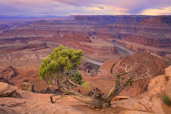 Vue aérienne de l'arbre et de la vallée du parc national de Dead Horse Point, Utah, États-Unis — Photo de stock