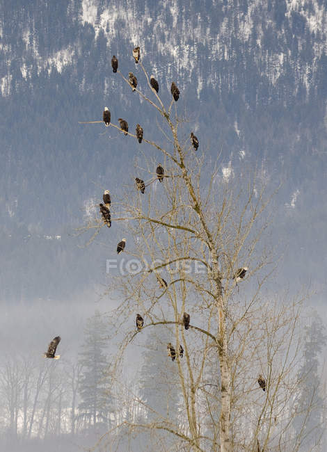 Águilas posadas sobre un árbol nevado cerca de Enderby, Columbia Británica, Canadá . - foto de stock