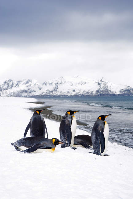Pingüinos rey de pie y acostados en la costa nevada de la isla de Georgia del Sur, Antártida - foto de stock
