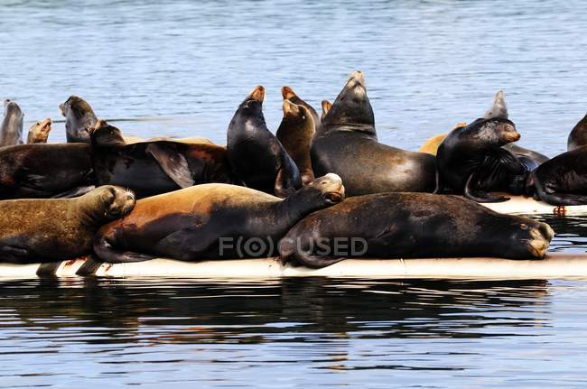 Steller lobos marinos tomando el sol en muelle cerca de Fanny Bay, Canadá - foto de stock