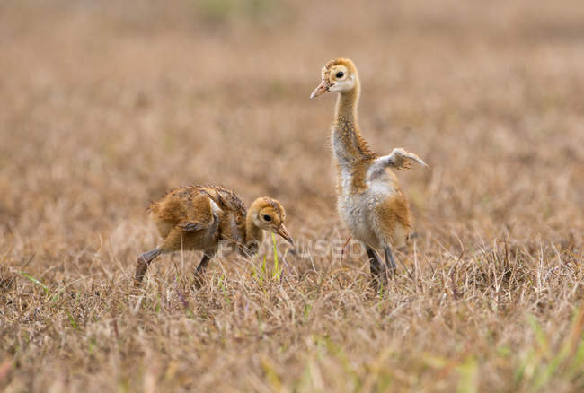 Sandhill grúa polluelos caminando en el prado, primer plano - foto de stock