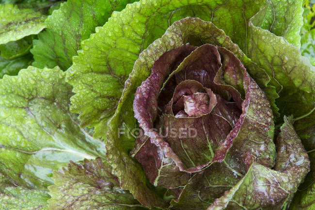 Légumes de laitue au beurre rouge, cadre complet — Photo de stock