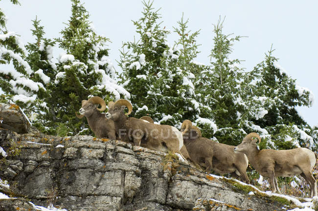 Vista basso angolo di montoni bighorn pecore nella foresta di Alberta, Canada — Foto stock