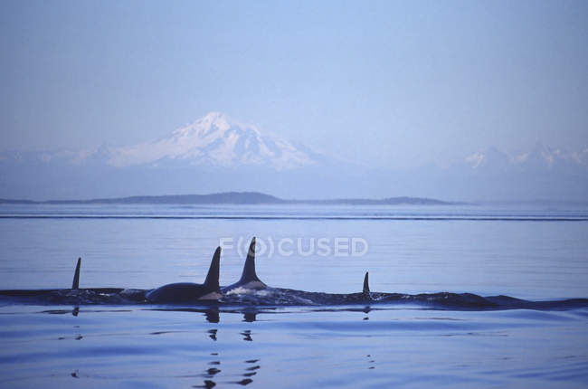 Baleias assassinas nadando em frente às montanhas, Ilha Vancouver, Colúmbia Britânica, Canadá . — Fotografia de Stock