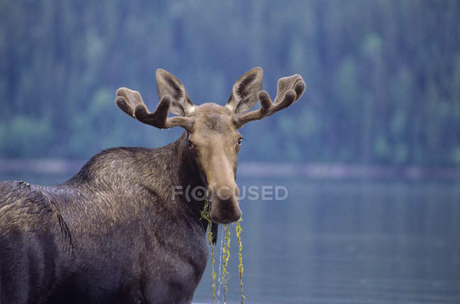 Alce jovem touro comendo grama em Bowron Lake Provincial Park, British Columbia, Canadá . — Fotografia de Stock