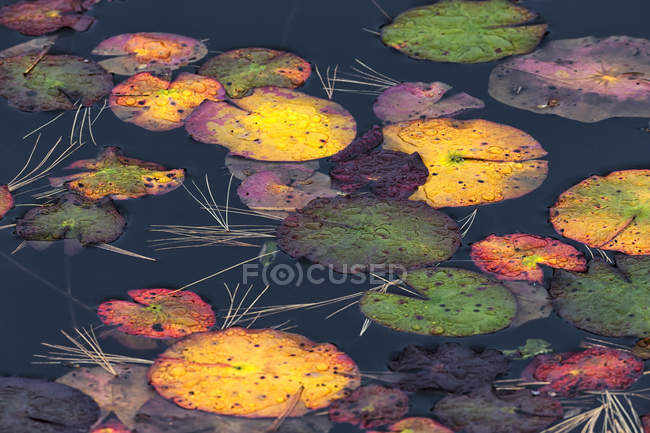 Colorful lily pads in pond water, full frame — Stock Photo