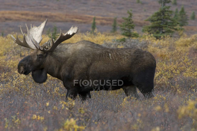 Alce toro in piedi nella tundra del Denali National Park, Alaska, Stati Uniti — Foto stock