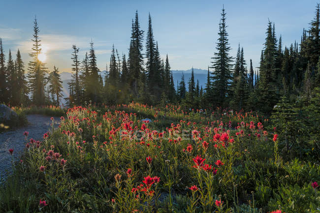 Indian paintbrush wildflowers, Mount Revelstoke National Park, Selkirk Mountains, British Columbia, Canada — Stock Photo