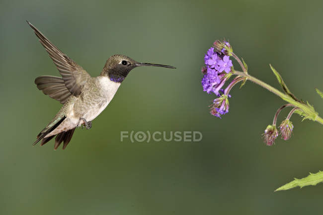 Schwarzkinn-Kolibri fliegt im Wald an Blume vorbei. — Stockfoto