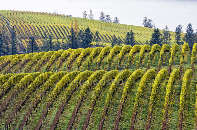 Vineyard on hills with Vaseux Lake in Okanagan valley of British Columbia, Canada. — Stock Photo