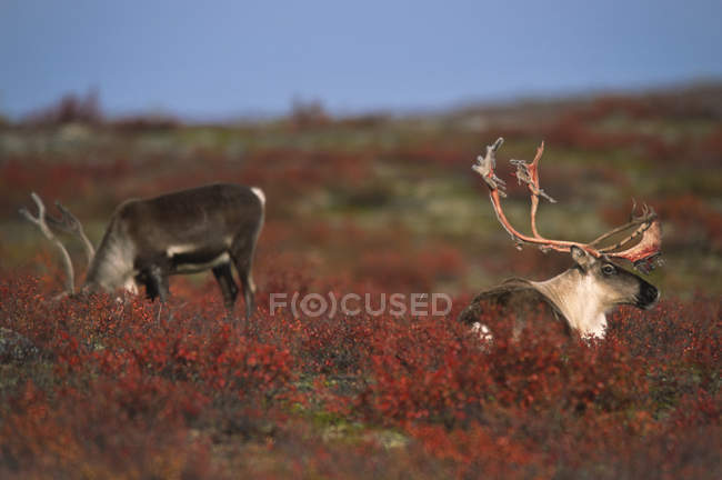 Безплідна земля Карібу биків пролити роги на осінній tundra, Північно-Західні території, Канада — стокове фото