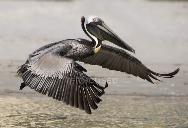 Pélican brun volant avec des ailes déployées à l'extérieur — Photo de stock