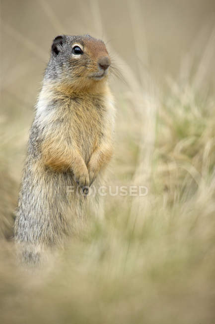 Écureuil terrestre colombien debout dans l'herbe — Photo de stock