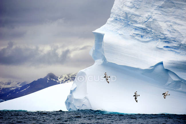 Pintado petreles volando más allá de iceberg castigado, Isla de Georgia del Sur, Antártida - foto de stock