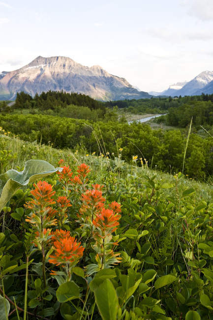 Red Indian paintbrush plants growing on hillside in Waterton Lake National Park, Alberta, Canada. — Stock Photo
