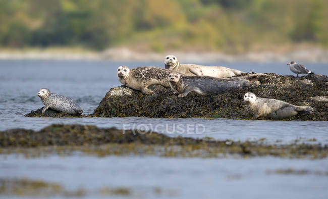 Grupo de focas portuarias descansando sobre roca de arrecife en agua de mar
. - foto de stock
