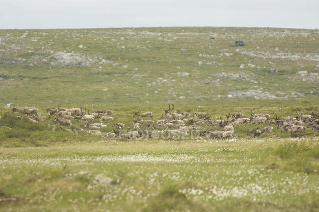 Troupeau de caribous des toundras en migration estivale dans les Territoires du Nord-Ouest, Canada — Photo de stock