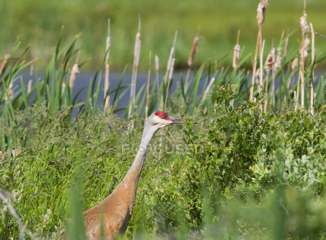 Sandhill crane standing in green marsh grass in Alberta, Canada — Stock Photo