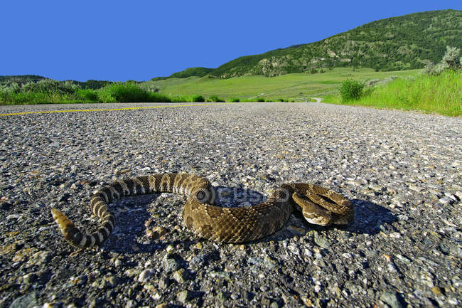 Western rattlesnake crossing highway, southern Okanagan Valley, British Columbia, Canadá — Fotografia de Stock