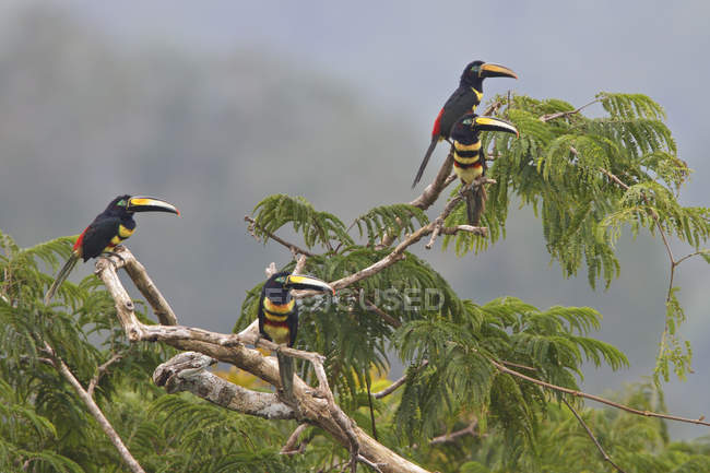 Aracaris de muitas faixas empoleiradas em árvores no Equador, América do Sul . — Fotografia de Stock