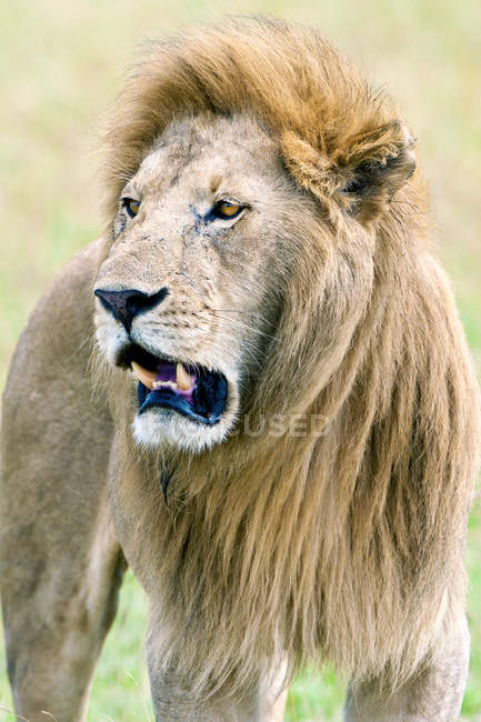 Retrato de león africano macho en hábitat natural de la Reserva Masai Mara, Kenia, África Oriental - foto de stock