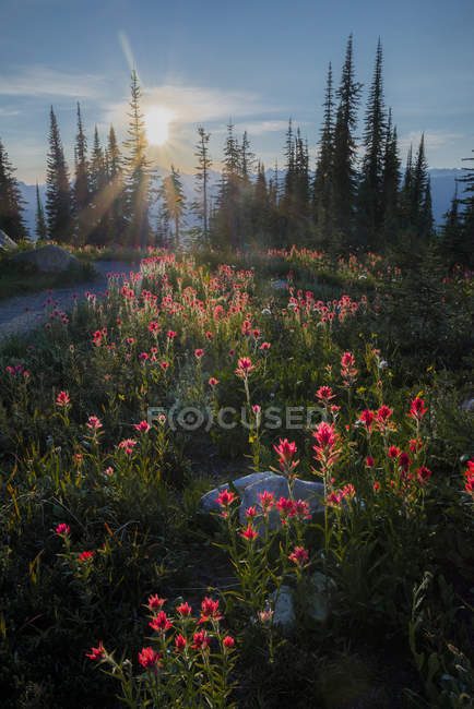 Fiori di campo indiani, Mount Revelstoke National Park, Selkirk Mountains, Columbia Britannica, Canada — Foto stock