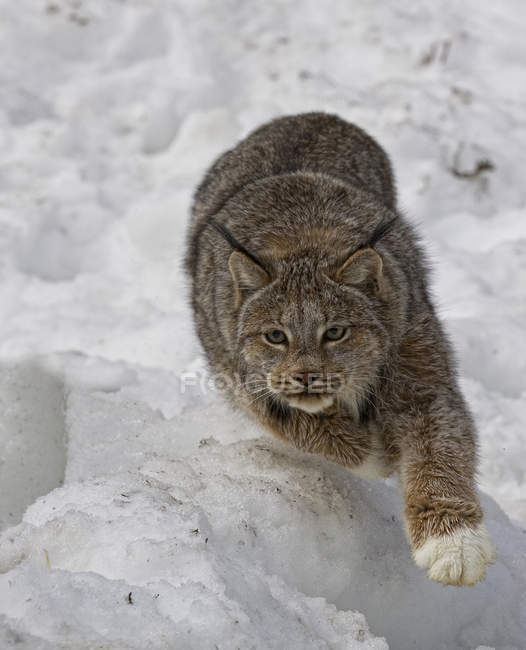 Lynx corre nella neve vicino al lago Watson, Yukon . — Foto stock