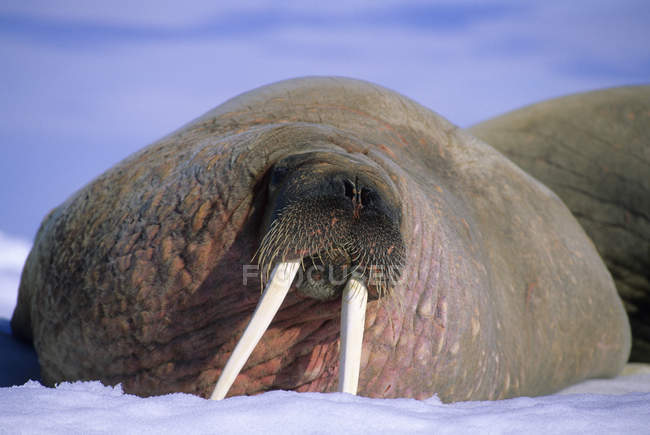Atlantic walrus loafing on pack ice, Svalbard Archipelago, Arctic Norway — Stock Photo