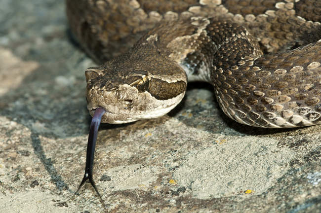 Serpente a sonagli occidentale su rocce nella valle meridionale di Okanagan, Columbia Britannica, Canada — Foto stock
