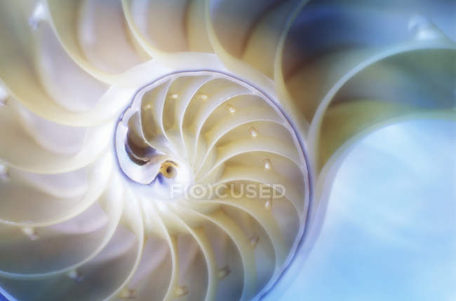 Abschneiden der Nautilus-Schale, Vollrahmen — Stockfoto
