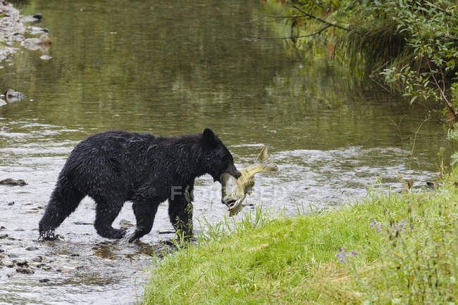 Schwarzbär mit Lachs aus Fischbach, Tongass Nationalwald, Alaska, USA gefangen — Stockfoto