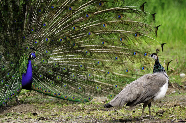 Pavone maschio che mostra piume davanti al pavone femminile
. — Foto stock