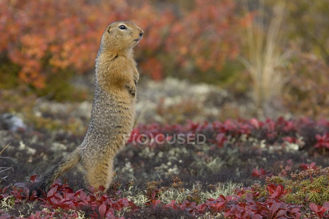 Écureuil terrestre arctique debout dans la toundra automnale des Territoires du Nord-Ouest, Canada — Photo de stock
