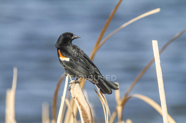 Pájaro negro de alas rojas sentado en las cañas a la luz del sol en el lago - foto de stock