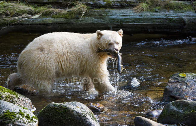Kermode-Bär mit Fischfang im großen Bären-Regenwald, Britisch Columbia, Kanada — Stockfoto