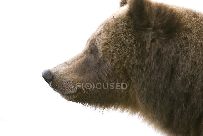 Sow grizzly bear profile on white background. — Stock Photo