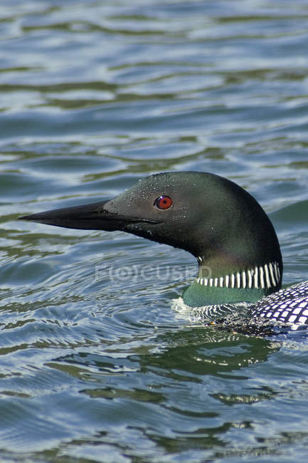 Common loon swimming in water, close-up. — Stock Photo