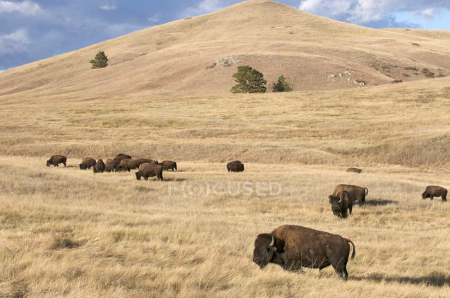 Bisontes estadounidenses en pastizales en Wind Cave National Park, Dakota del Sur, Estados Unidos de América . - foto de stock