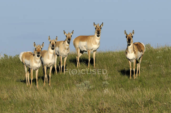Antilopi Pronghorn al pascolo in Alberta, Canada — Foto stock