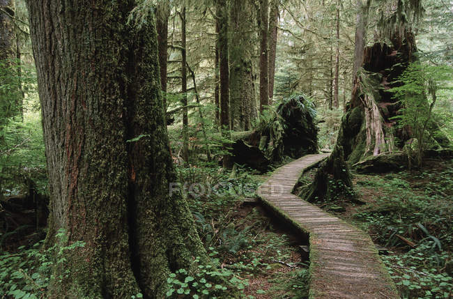 Cedar boardwalk through Carmanah Valley, Vancouver Island, British Columbia, Canada. — Stock Photo