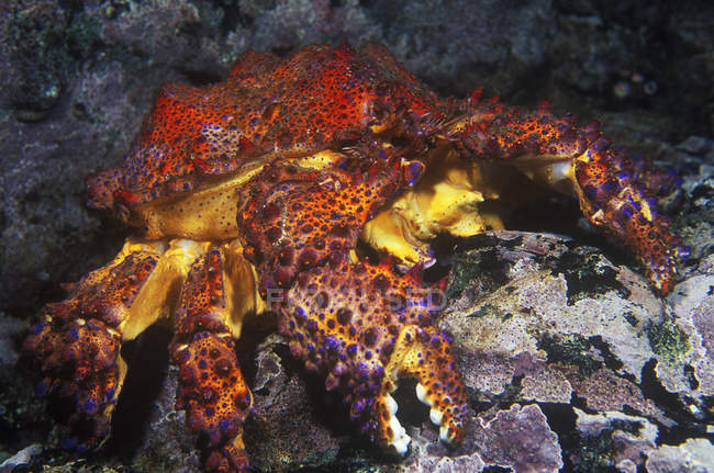 Close-up of Puget Sound king crab on rock in British Columbia, Canada. — Stock Photo