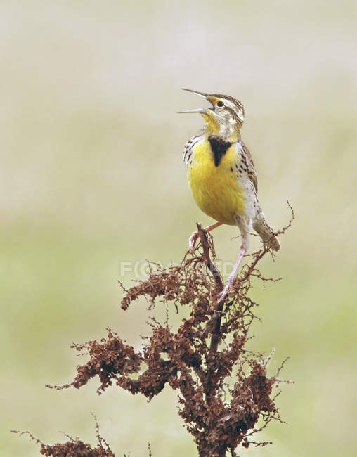 Meadowlark ocidental cantando de flores de doca encaracoladas, close-up . — Fotografia de Stock